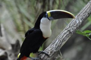 Toucan à bec rouge