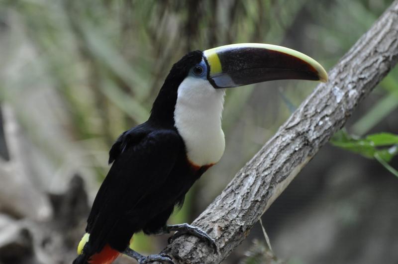 Toucan à bec rouge