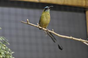 Motmot