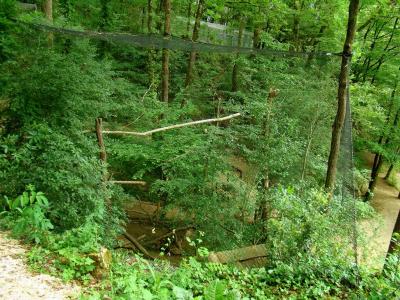 Chouette effraie - 2009