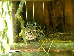 Margay