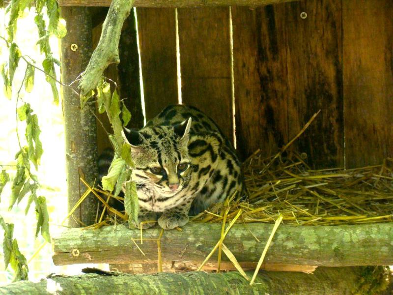 Margay