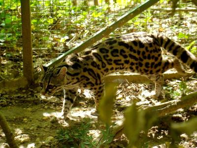 Margay - 2009