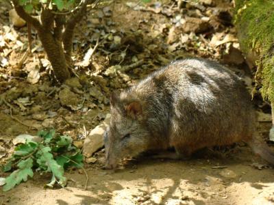 Potorou à long nez - 2009