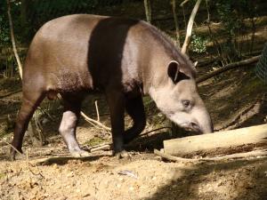 Tapir terrestre