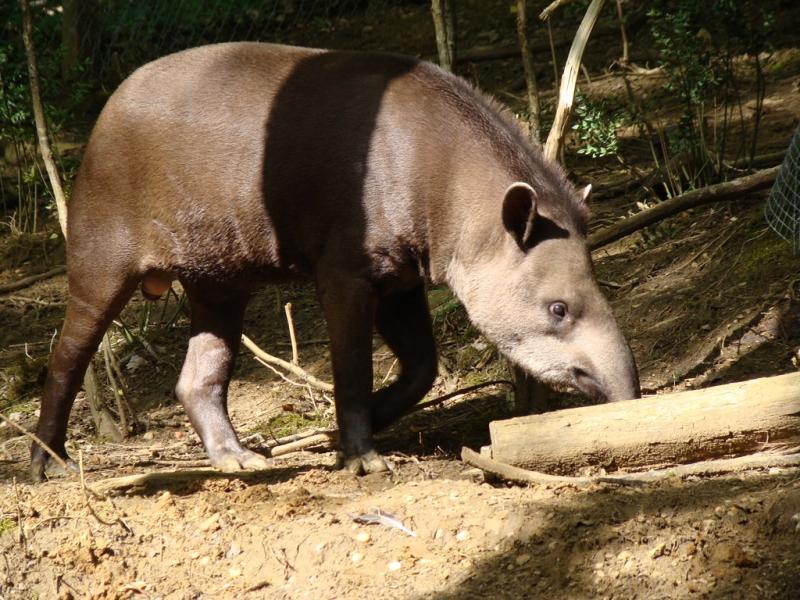 Tapir terrestre