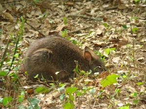 Wallaby de Parma