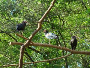 Ibis chauve