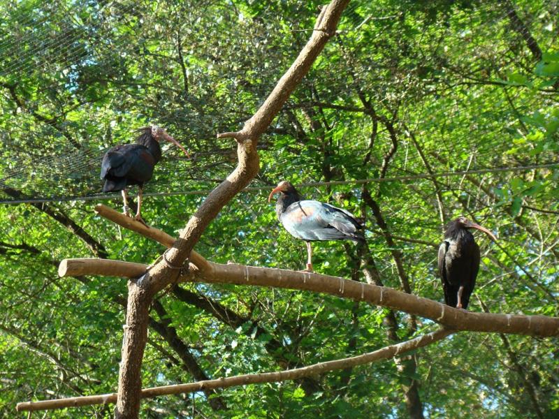 Ibis chauve