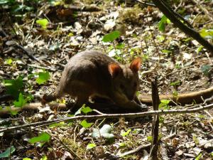 Wallaby de Parma