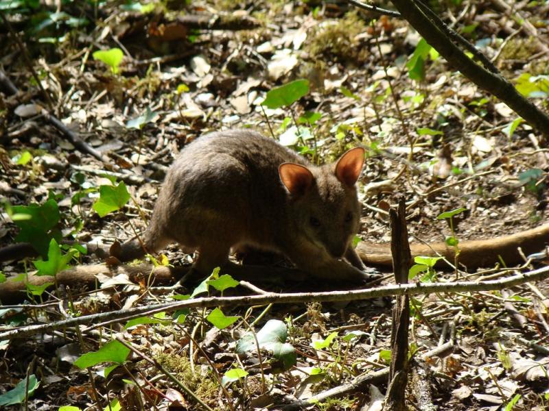 Wallaby de Parma
