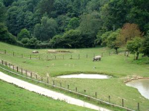 La clairière d'Asie