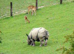 Rhinocéros indien
