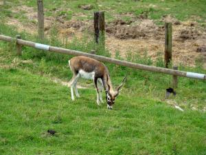 Antilope cervicapre