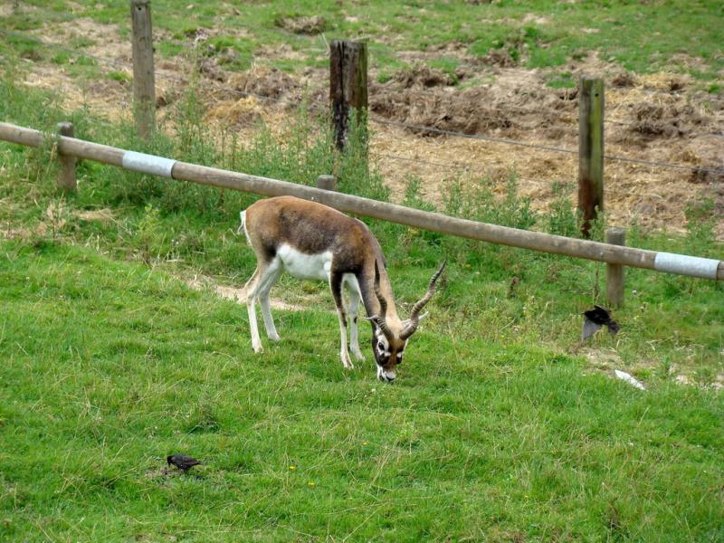 Antilope cervicapre