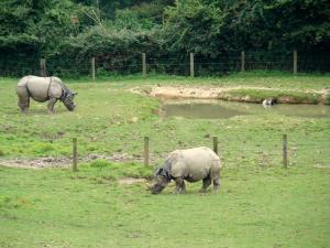 Rhinocéros indien