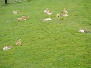 Antilope cervicapre