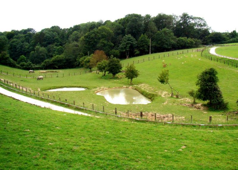 La clairière d'Asie