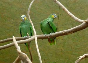 Serre oiseaux