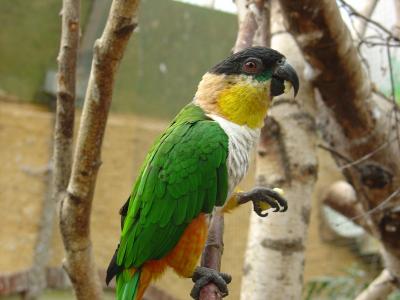 Serre oiseaux - 2007