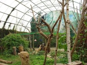 Pavillon amazonien