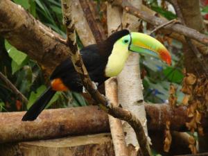 Toucan à carène