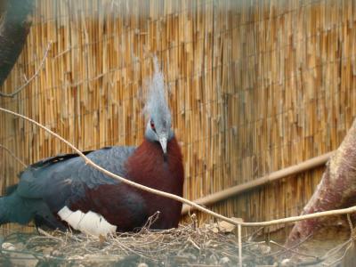 Goura de Victoria - 2007