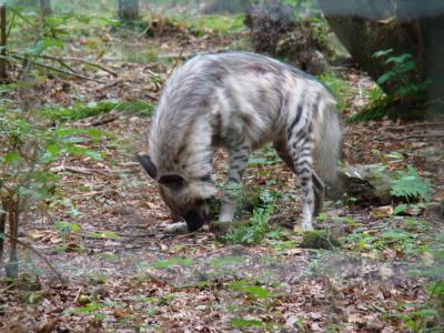 Hyène rayée - 2007