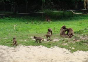 Gelada