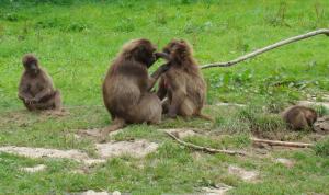 Gelada