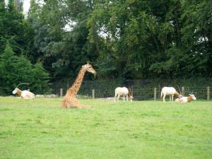 Plaine africaine