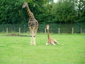 Girafe