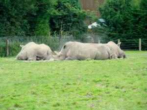 Rhinocéros blanc