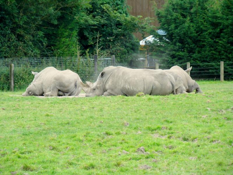 Rhinocéros blanc