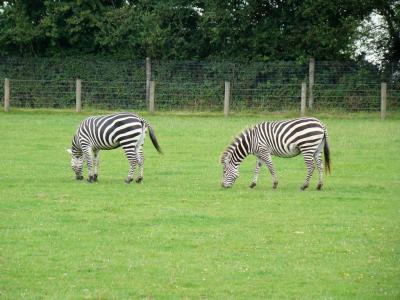 Zèbre de Grant - 2007