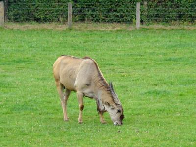 Eland du Cap - 2007