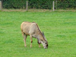 Eland du Cap