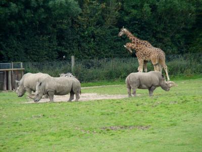 Rhinocéros blanc - Girafe - 2007