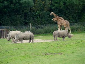 Rhinocéros blanc - Girafe