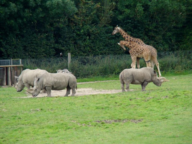 Rhinocéros blanc - Girafe