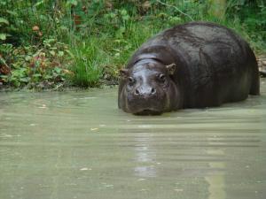 Hippopotame pygmée