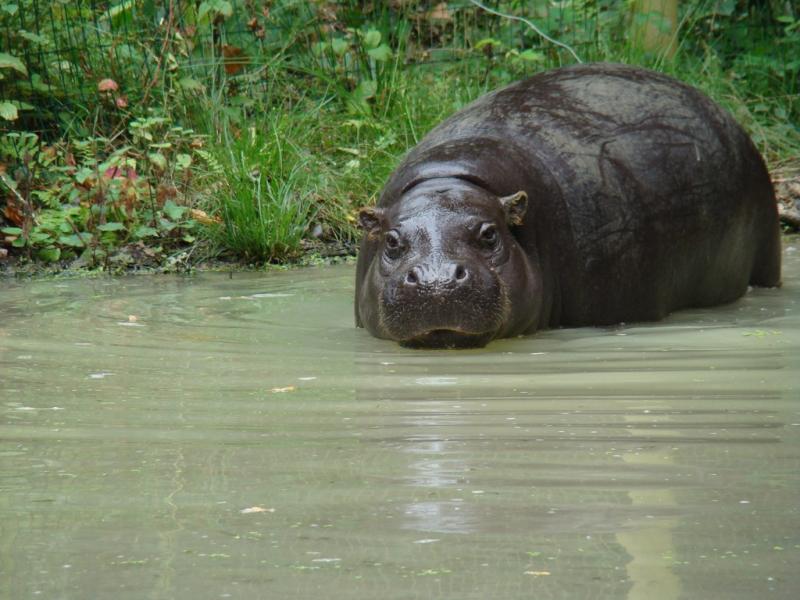 Hippopotame pygmée