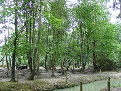 Hippopotame pygmée - 2007