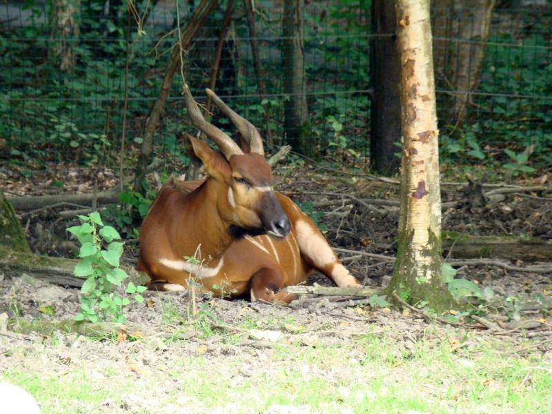 Bongo