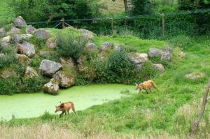 Tapir terrestre - Capybara