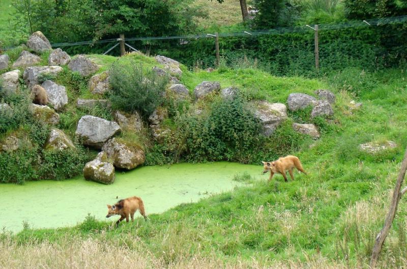 Tapir terrestre - Capybara