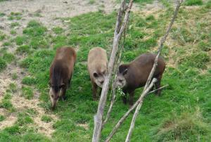 Tapir terrestre