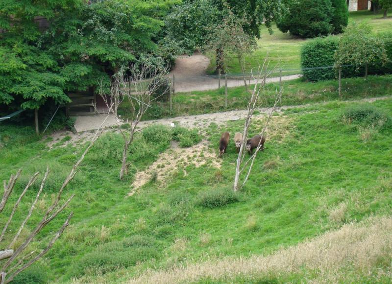 Tapir terrestre - Loup à crinière - Capybara
