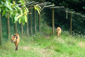Loup à crinière