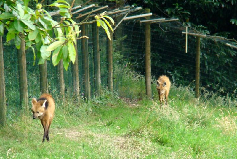 Loup à crinière